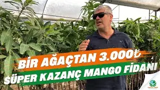 4 Yaş Mango Fidanı S&uuml;per Kazan&ccedil; | BİR AĞA&Ccedil;TAN 3.000₺ S&uuml;per Kazan&ccedil;