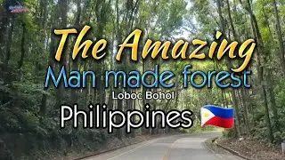 The Amazing Man made forest...