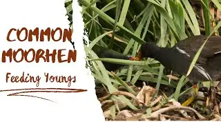 Eurasian Moorhen - Feeding chicks | escape into the wild