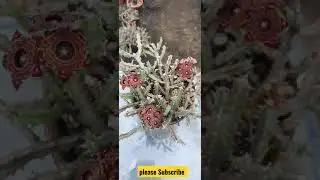 #short #cactus flower #desert plant #Caralluma Crenulata #Succulent