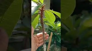 memilih bibit mamey sapote
