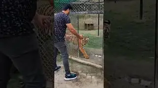 tiger's love meet with tiger and hug #video #viral #tiger #boys