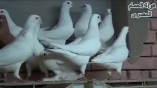 الحمام الاحم الفرنسى