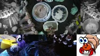 Time Lapse of 24x7 Hermit Crab Live Stream December 30th - December 31st 2025 (30x)