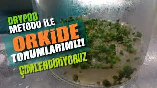 Drypod Metoduyla Orkide Tohumlarımızı Çimlendiriyoruz.