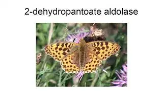 2-Dehydropantoate Aldolase