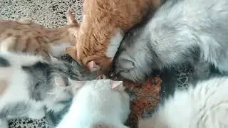 Hungry cat's can't wait for Food #cat #video