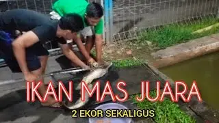 DETIK - DETIK DAPAT IKAN MAS JUARA ( BABON )