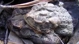 Southern Field Herping 4/2/2013