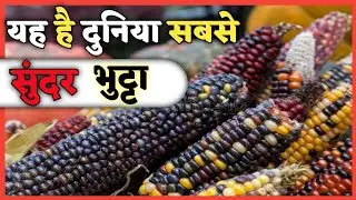 यह है दुनिया के सबसे सुंदर भुट्टा ।।  #shorts #factziq #youtubeshorts Amazing facts by FactzIQ