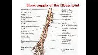 The elbow joint blood supply Arterial supply