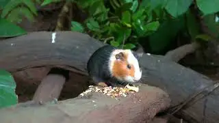 Cat TV NO ADS 😻 Pretty Little Birds and Adorable Red Squirrels at Fall Festival 🐿️ Cat Games 4K HDR