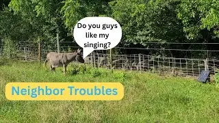 Donkey vs. Pigs! Jasper Brays at His New Neighbors | Farm Animal Drama #donkey #smallfarm #pig
