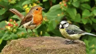 Vid&eacute;os Pour Les Chats : Petits Oiseaux Chant