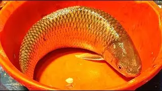 Saddam All Fish Cutting Skills | Big Snapper Fish Cutting Skills In Fish Market #fish​ 🐟🔪🐠