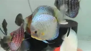 Large Blue Scorpion Discus