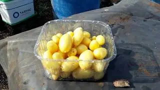 ♻️90 Day Potato Reveal From Shop Bought Supermarket Jazz Salad Potatoes Grown In My Compost ♻️ (531)
