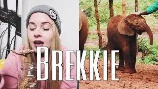 BREKKIE: Adoptionorsun kuulumiset