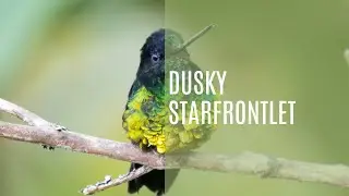 Dusky Starfrontlet (Coeligena Orina)