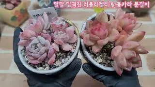 몇년을 키워서 묵둥이가 된 소형군생 러블리젤리 & 몽카라를 소환해서 다시 분갈이 합니다~ 이렇게 묵은 다육이는 뿌리를 그대로 가져가는 것이 좋아요~