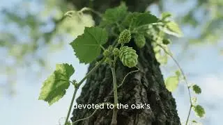 The Hop Plant. Tale by Aesop. #fable #tales #shortstory #kidsvideo #kidstories #bedtimestories