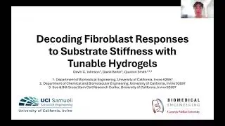 Decoding Fibroblast Responses to Substrate Stiffness with Tunable Hydrogels