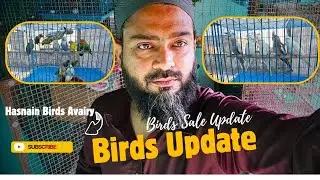 Exotic Birds Sale Update || Cockatiel || Love Birds || Budgies ||  #cockatiel #lovebirds #budgies 