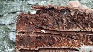 Kůrovec , L&yacute;kožrout smrkov&yacute; , Brouk , Kůrovcov&aacute; kalamita Vysočina