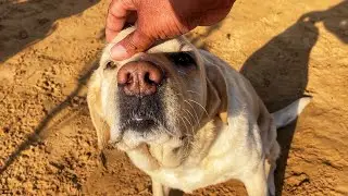 Labrador Dog Head Massage | Dog Comedy Video | Talking Dog Videos 