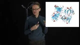 Lecture 07, concept 12: Immunoglobulin fold - example of aligned beta strands