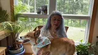 International Corgi Day - Conversations with a corgi Episode #595