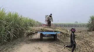 गजब का गन्ना 13 फुट 7 इंच हाइट राहुल हलालपुर किसान @Yashudev-Kale