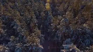Flight over snowy peaks in spruce forest: winter sunny day