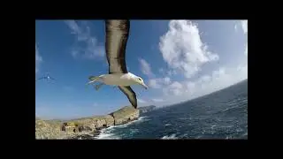 Global political responsibility for the conservation of albatrosses and large petrels