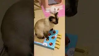 My Siamese cat love this toy #catplay #cattoys #siamesecat