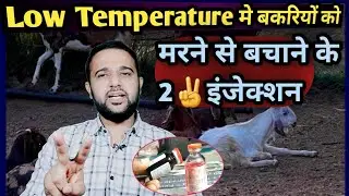 Low Temperature🌡मे बकरे बकरियों को मरने से बचाने के 2✌️इंजेक्शन Low Temperature Treatment