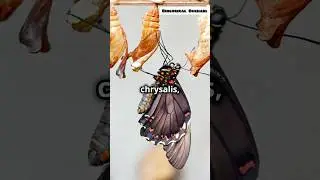 Butterfly 🦋 : The master of tranformation