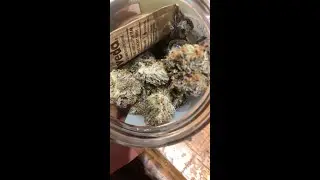 3rd Cannabis Review Phat Pharms Zombie Kush