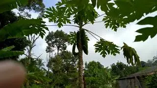 pokok betik