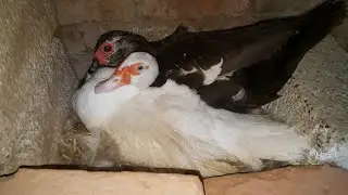 Muscovy Duck ki Kurak Khatam karny ka Tareeka | How to Break a Broody Muscovy Duck