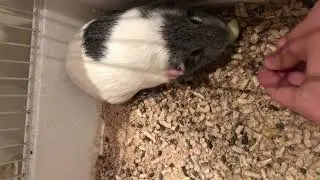 Guinea pig injured leg