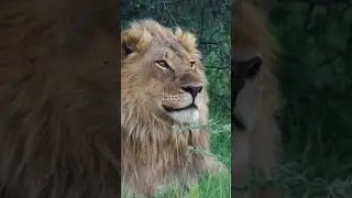 Why Do LIONS Rest More in Winter Even With Food Nearby?