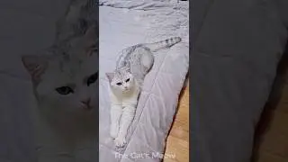 Funny Cute Cat Compilation   #TheCatsMeow (SV-06) #funnycatvids #babycat #catcomedy