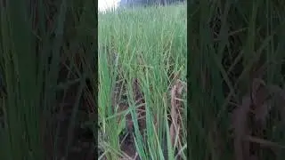 Paddy plantation||Paddy growing||This is livelihood
