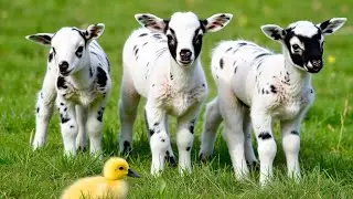 SCREAMING GOAT  BABY GOAT VIDEO FUNNY GOAT SOUNDS BLACK SHEEP  BABA SHEEP FARM LIL GOAT