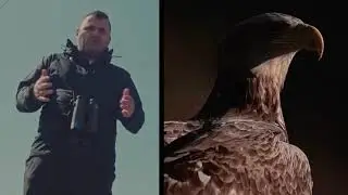 Orao krstaš - Društvo za zaštitu i proučavanje ptica Srbije