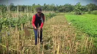 Post-Harvest Prep: Removing Corn Stubble from the Field _FarmersLife _Shorts