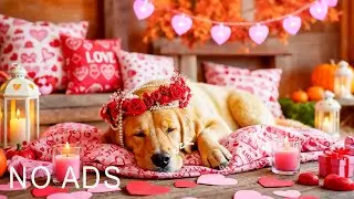 12 Hours of Relaxing Music for Dogs 🐶🧸 Stress Relief 💖 Peaceful Rest & Healing Dog Music 💤 No Ads