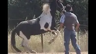 Horse Training - Cure Aggressive Horse Behavior with Mike Hughes, Auburn California