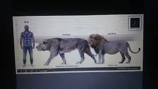 Cenozoic profile Natodomeri Lion